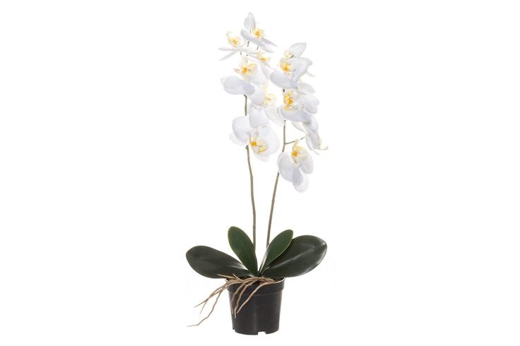 4Living Orkidea ruukussa 59 cm